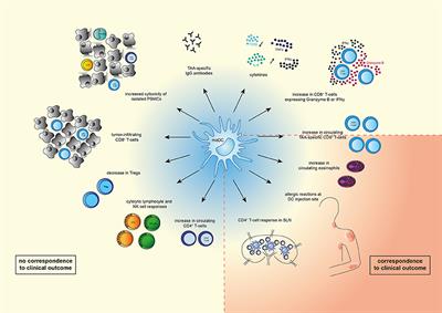 Current State of Dendritic Cell-Based Immunotherapy: Opportunities for in vitro Antigen Loading of Different DC Subsets?